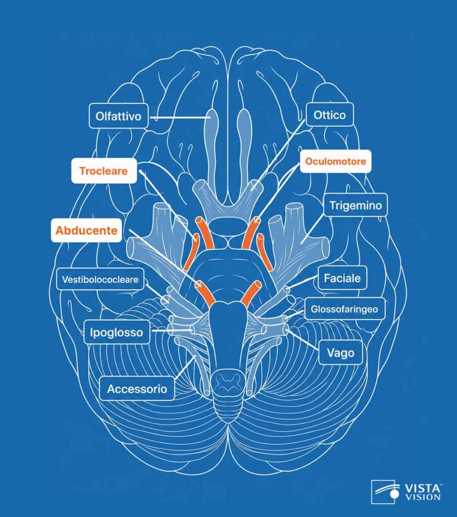 infografica dei nervi cranici